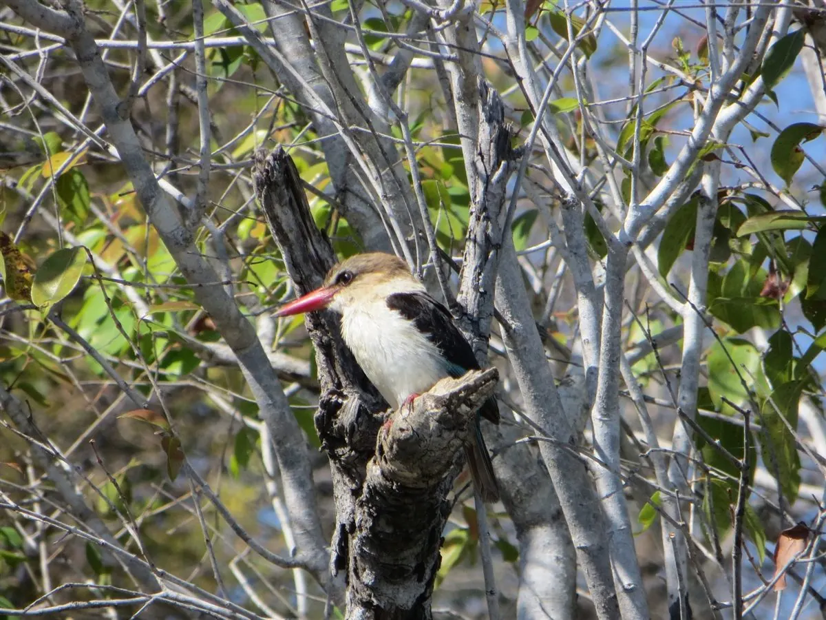 The Story of Mwekera Forest Reserve from a spatial-temporal perspective